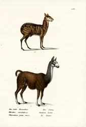 Cerf musqué sibérien, 1824